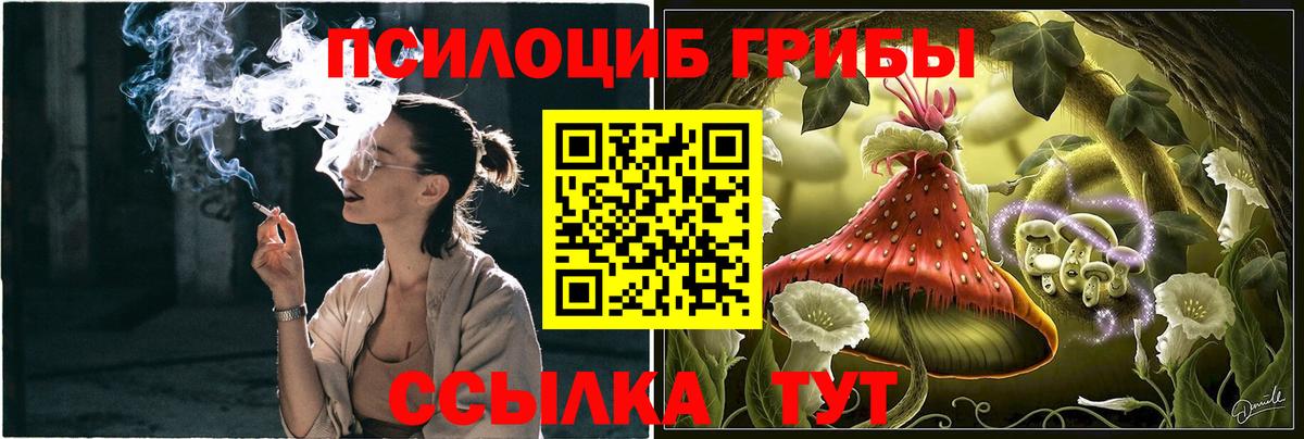Горно-Алтайск  Псилоцибиновые грибы Psilocybe  Вход с VPN 